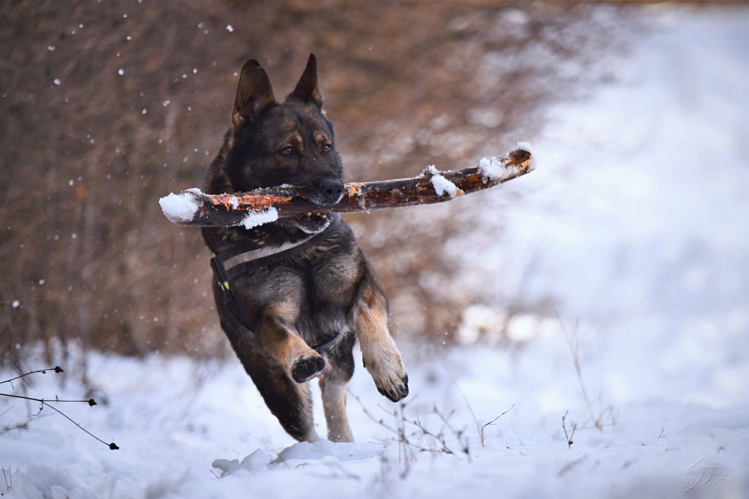Canine2 German Shepard